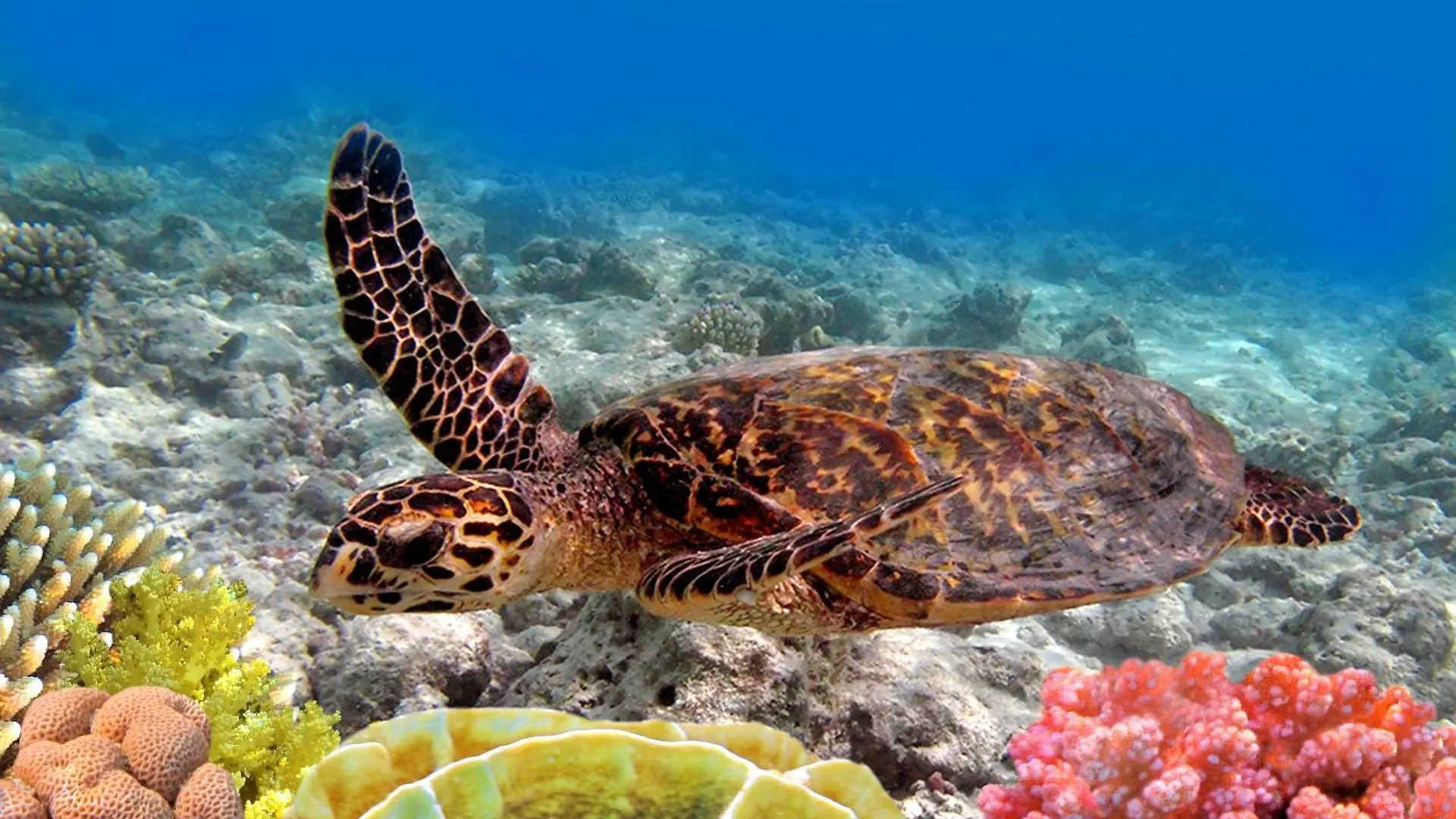 Kapalua Bay Villas 15B2 カハナ 別荘